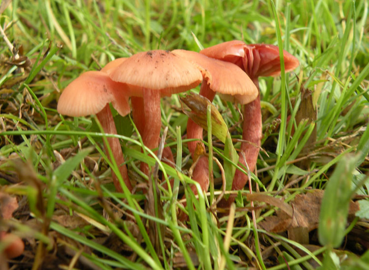 Laccaria in giardino? (Laccaria affinis)